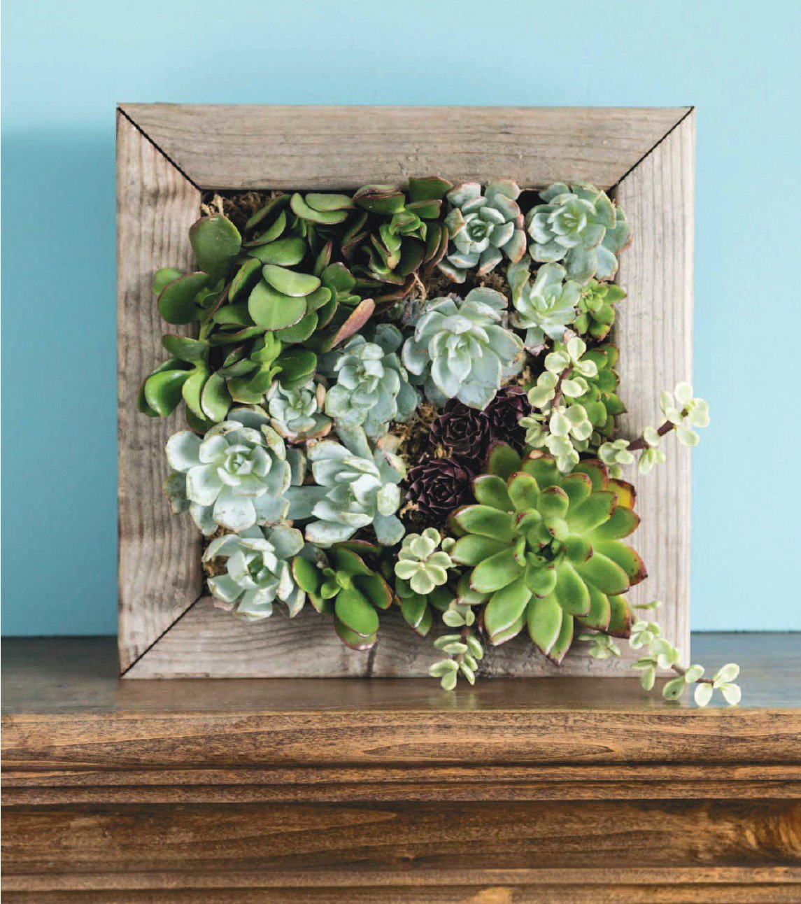 painting from succulents