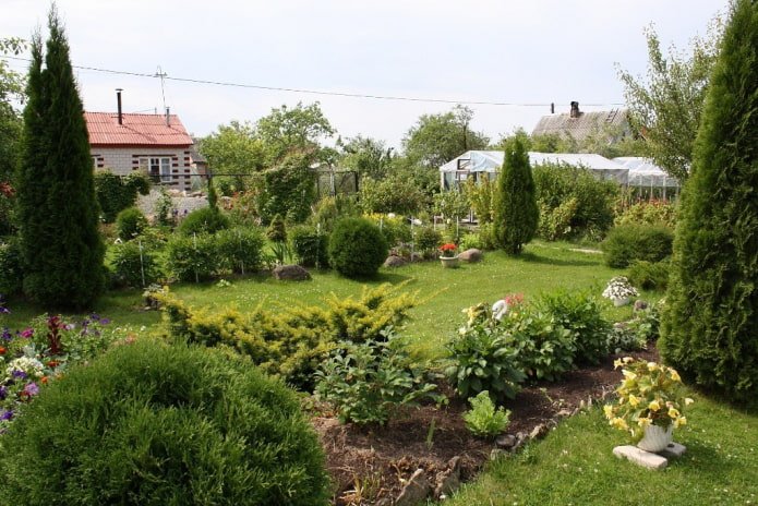 Flowerbed and thujas