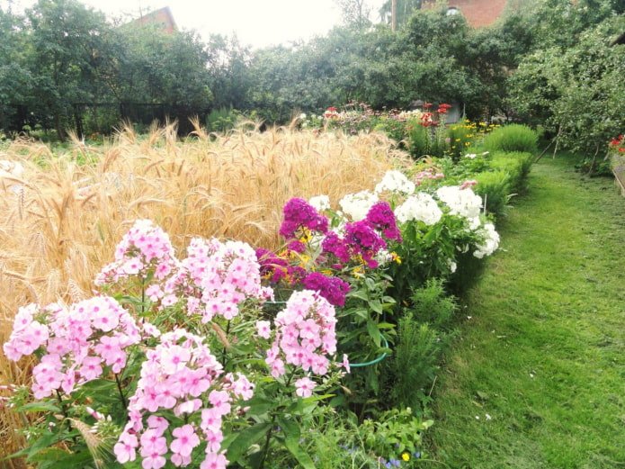 Flowerbed and rye