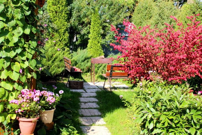 Thujas, barbecue and benches