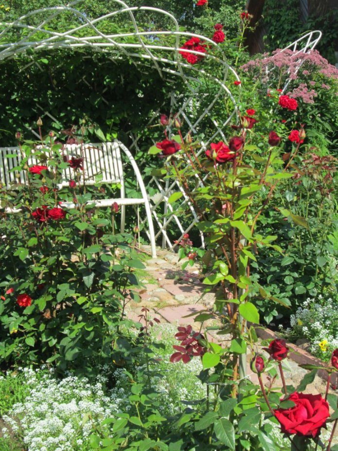 Climbing roses around a bench