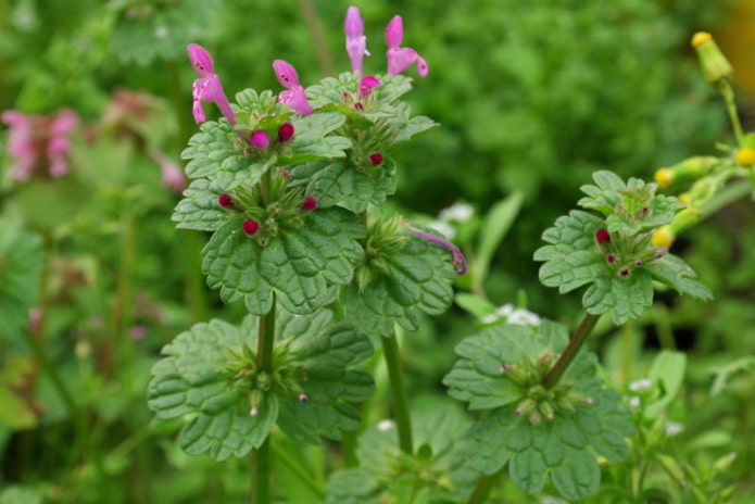 Deadnettle
