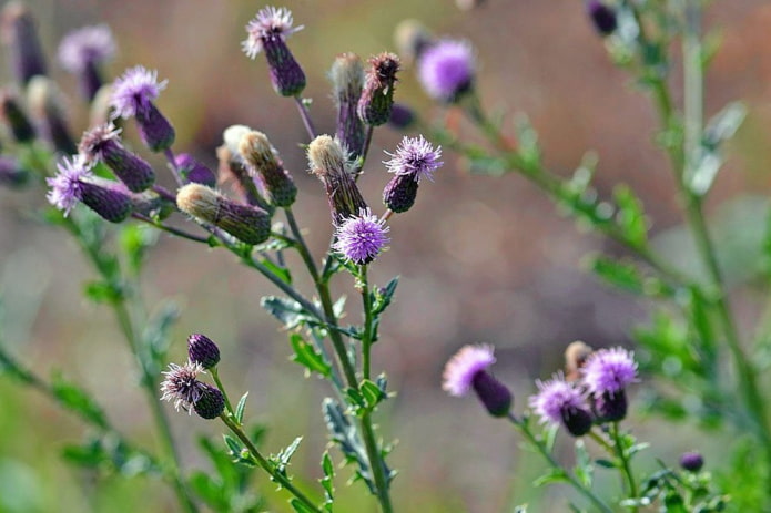 Field thistle