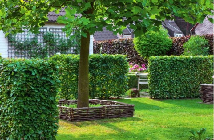 Hedge