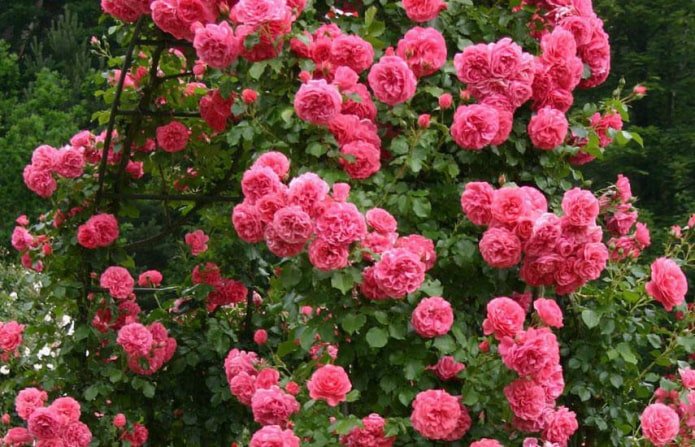 rose