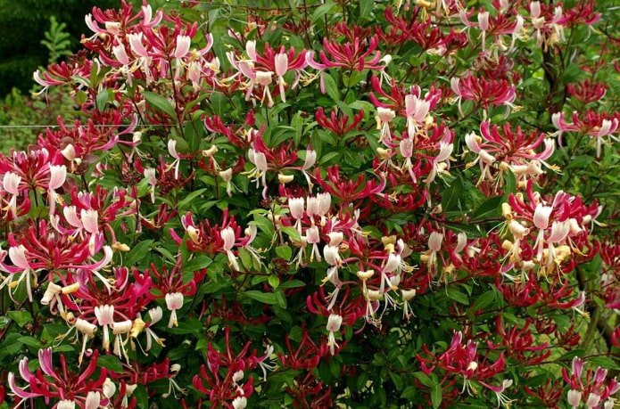 honeysuckle