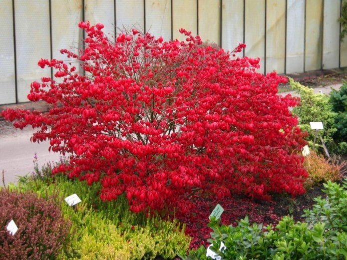 Winged euonymus