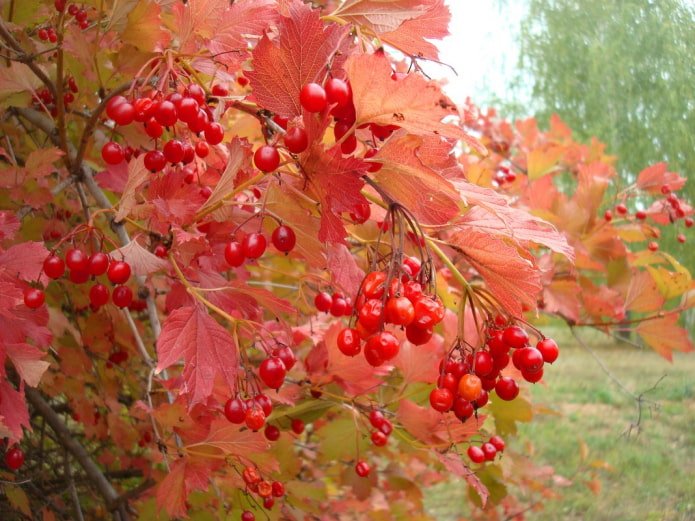 Viburnum in autumn