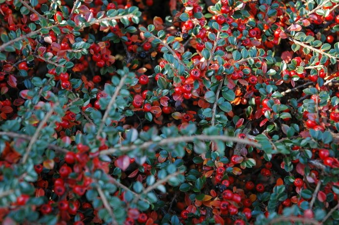 Coral Beauty Cotoneaster