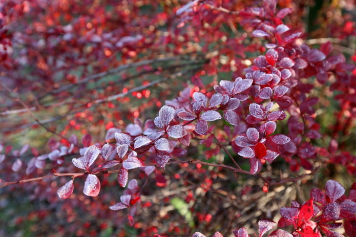 Barberry