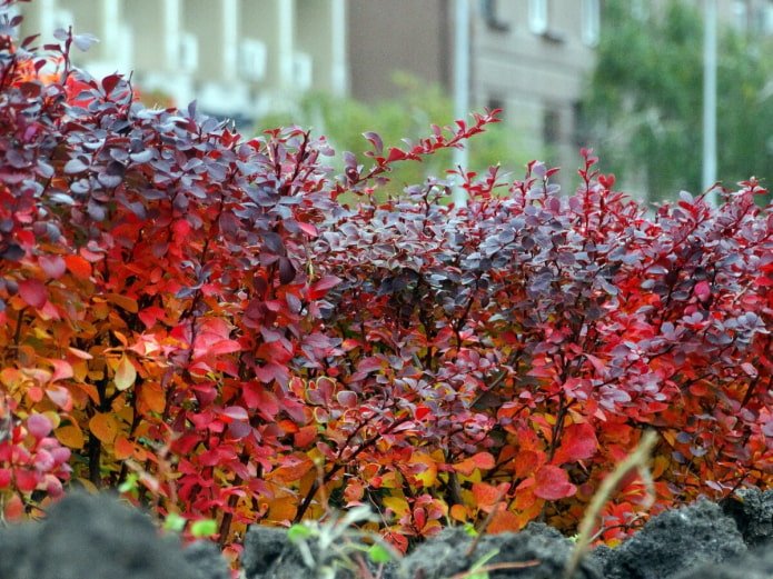 Barberry Thunberg in autumn