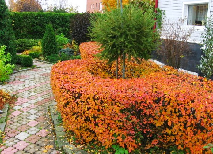 Coronary Hedge