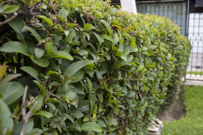 Privet
