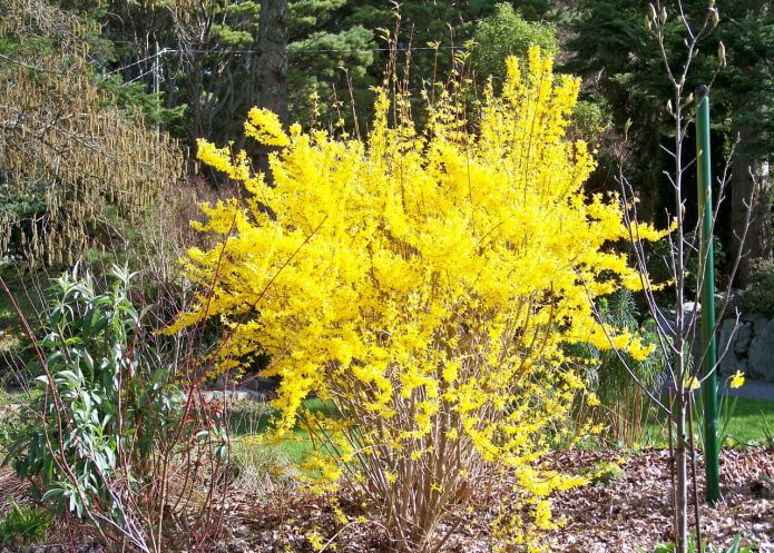 Forsythia in spring