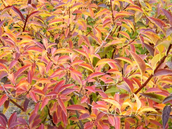 Forsythia in autumn