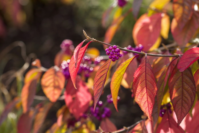 Bodynier fruits