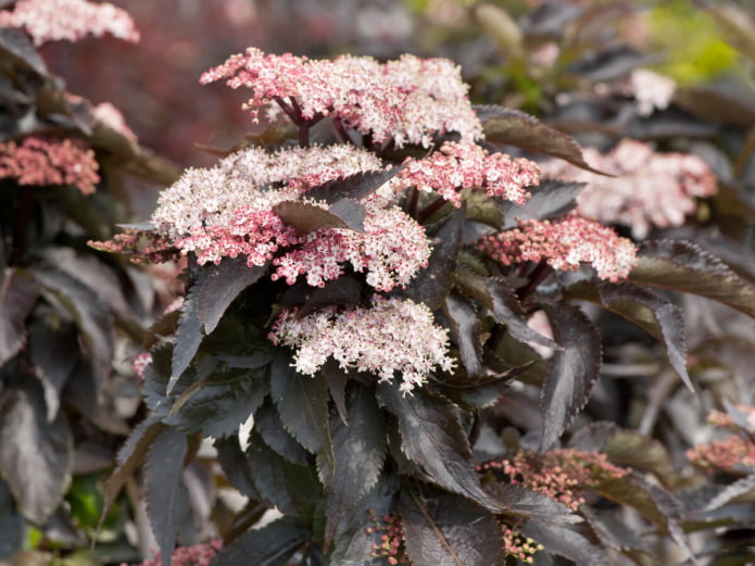 Elderberry