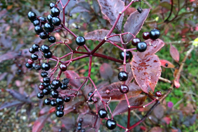 Elderberry fruits