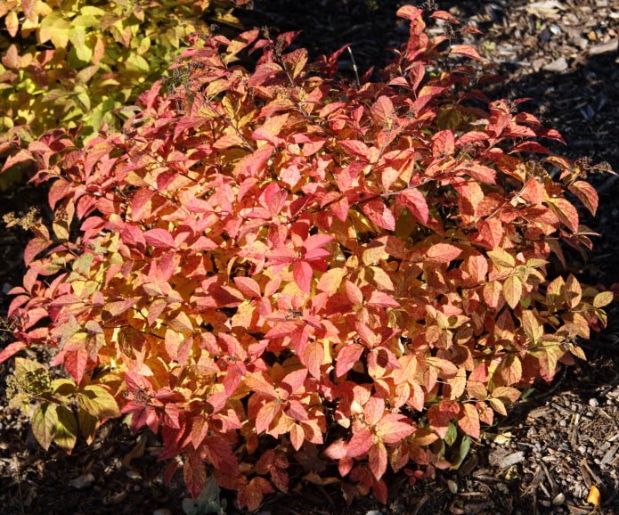 Japanese spirea