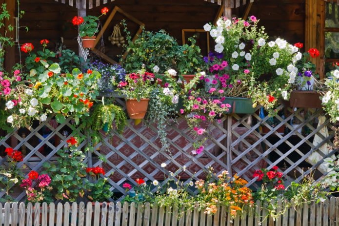 Flowers on a fence at the dacha