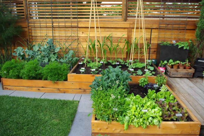 A vegetable garden with a frame