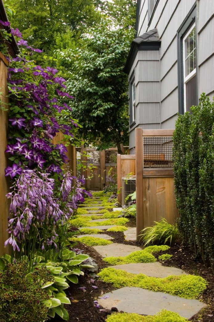 plants along the house on the site