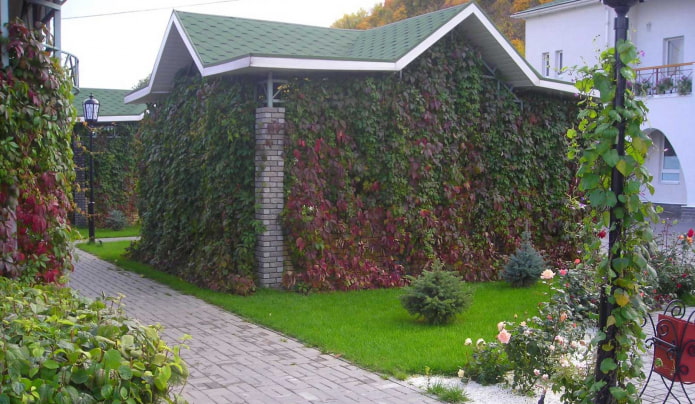 maiden grapes on the wall of the gazebo