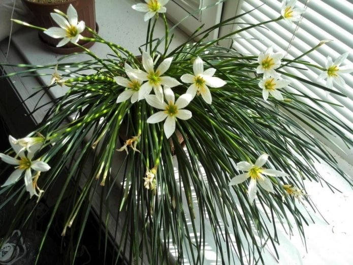 how zephyranthes bloom