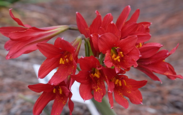 blooming rhodophiala