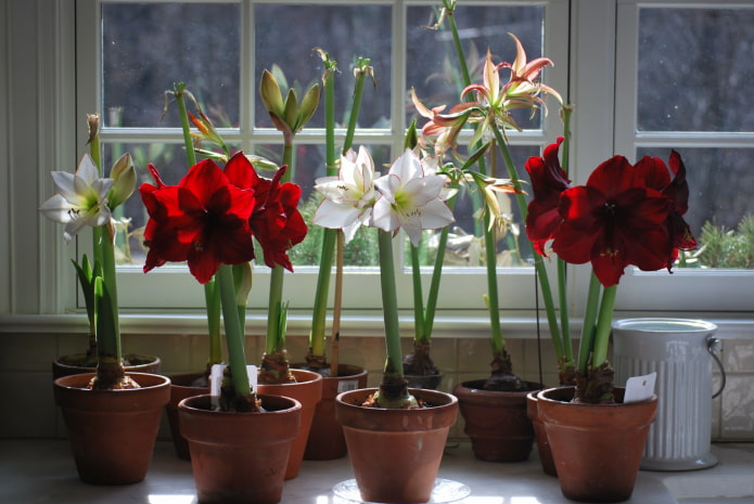 what is the difference between amaryllis and hippeastrum