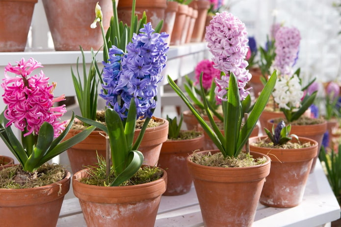 potted hyacinths
