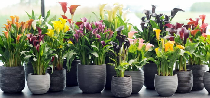 indoor flower zantedeschia