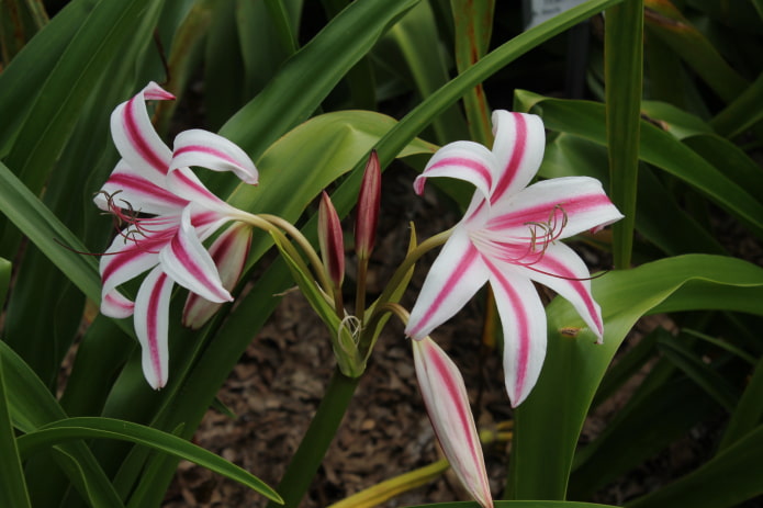 how crinum blooms