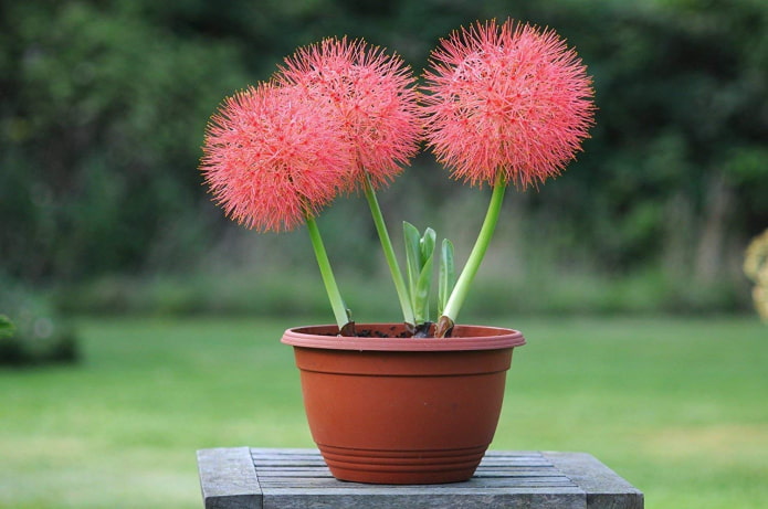 how haemanthus blooms