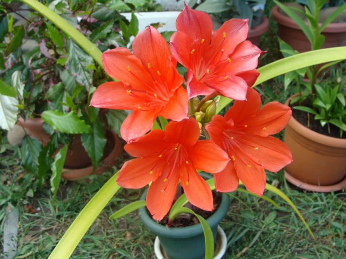 vallota in a pot