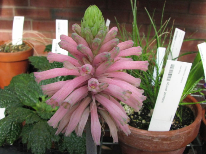how to grow veltheimia