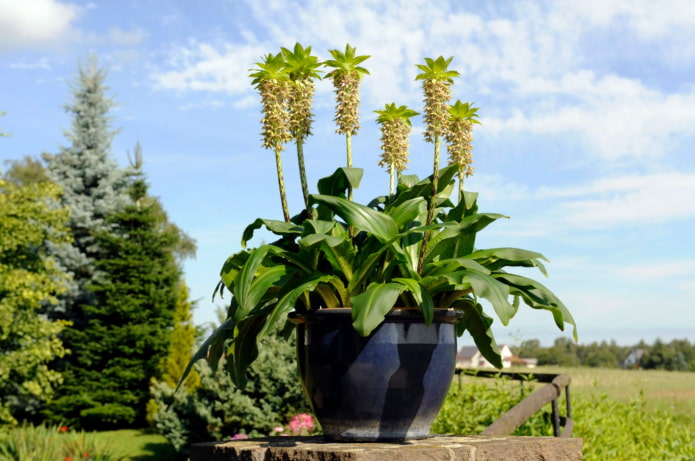 flower similar to pineapple