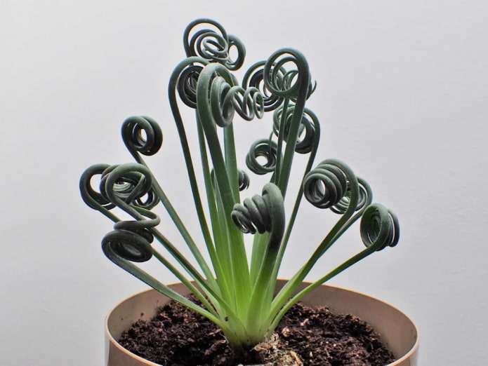 albuca leaves