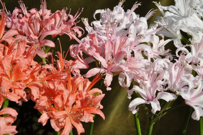 Nerine flowering