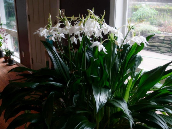 Amazon lily in a pot