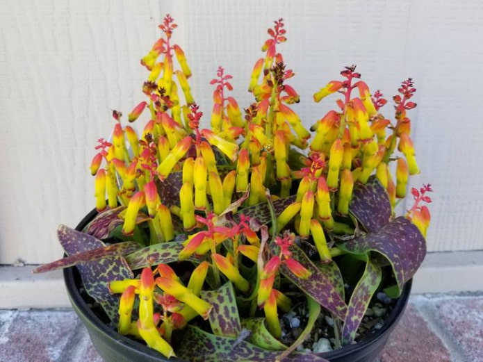 growing lachenalia at home