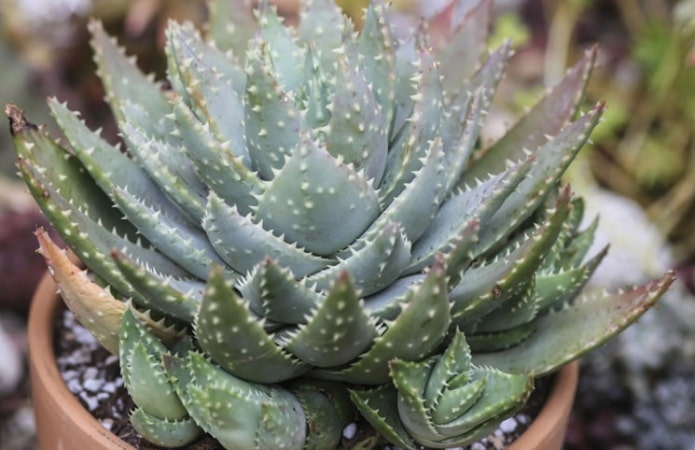 Aloe