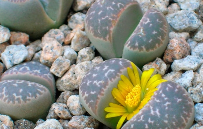 Lithops