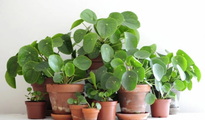 money tree