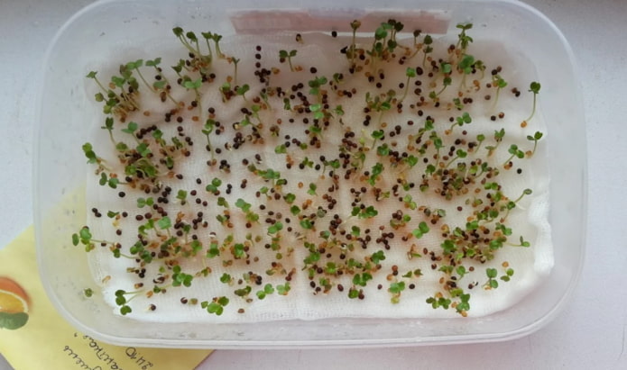 how to plant microgreens in gauze
