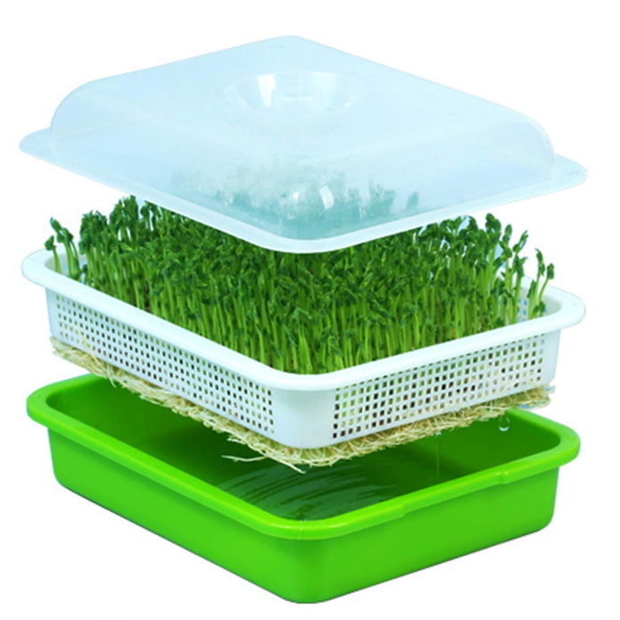 seed sprouter