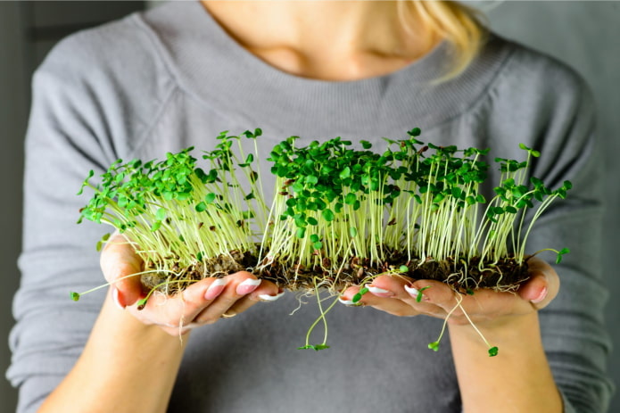 selection of microgreen seeds