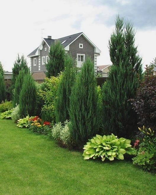 coniferous trees in a mixborder