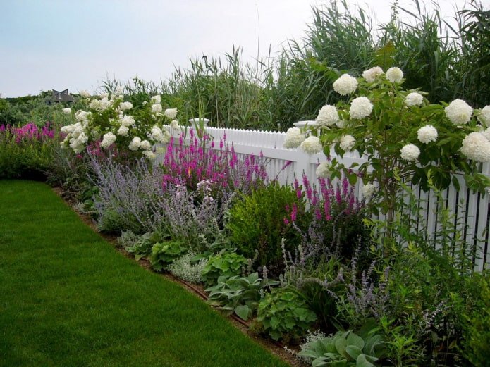 viburnum in a flowerbed