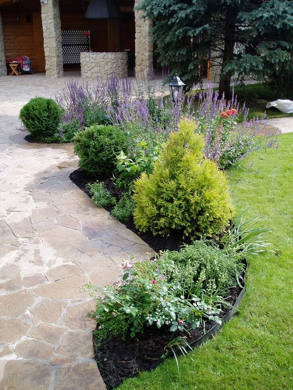 miniature fir tree in a flowerbed